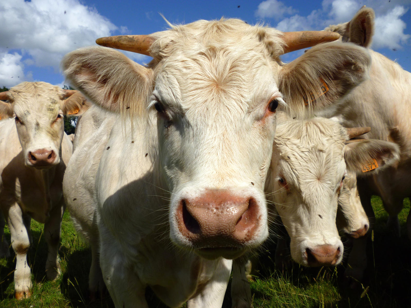 Regionale Spezialitäten der Französischen Küche Regionale Spezialitäten der Französischen Küche