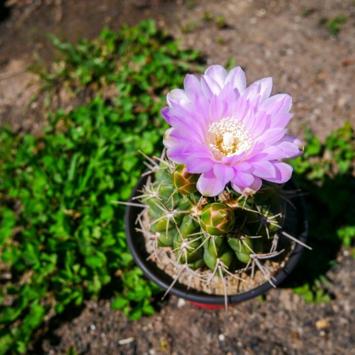 Eine lilafarbene Blüte auf einem Kaktus in einem Blumentopf. 
