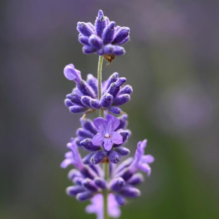 Nahaufnahme von violetten Lavendelblüten. 