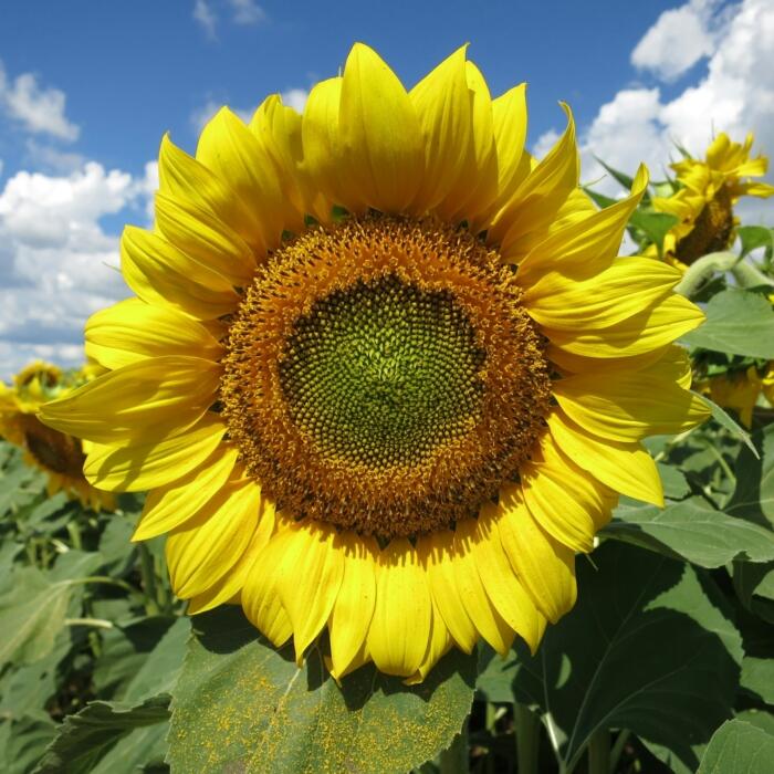 Eine Sonnenblume auf einem Feld mit blauem Himmel im Hintergrund. 