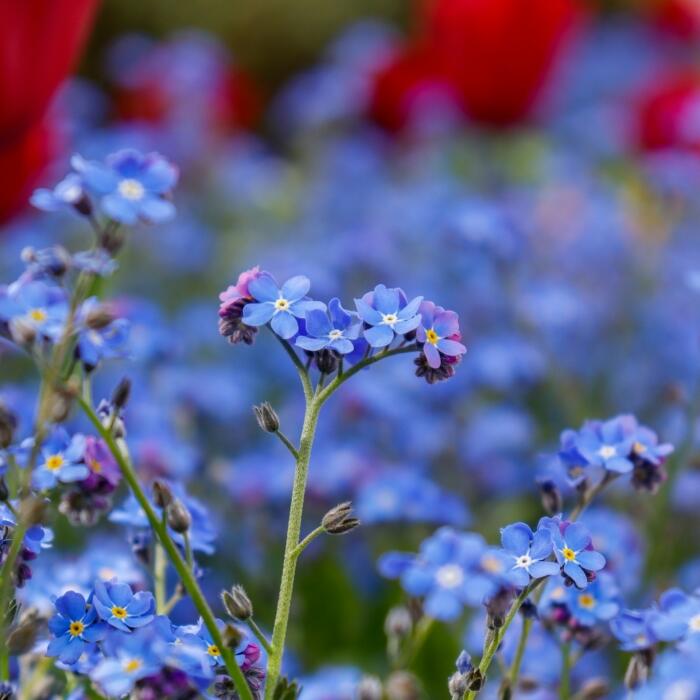 Ein Feld aus blauen und roten Blumen mit einem Vergissmeinnicht im Vordergrund. 